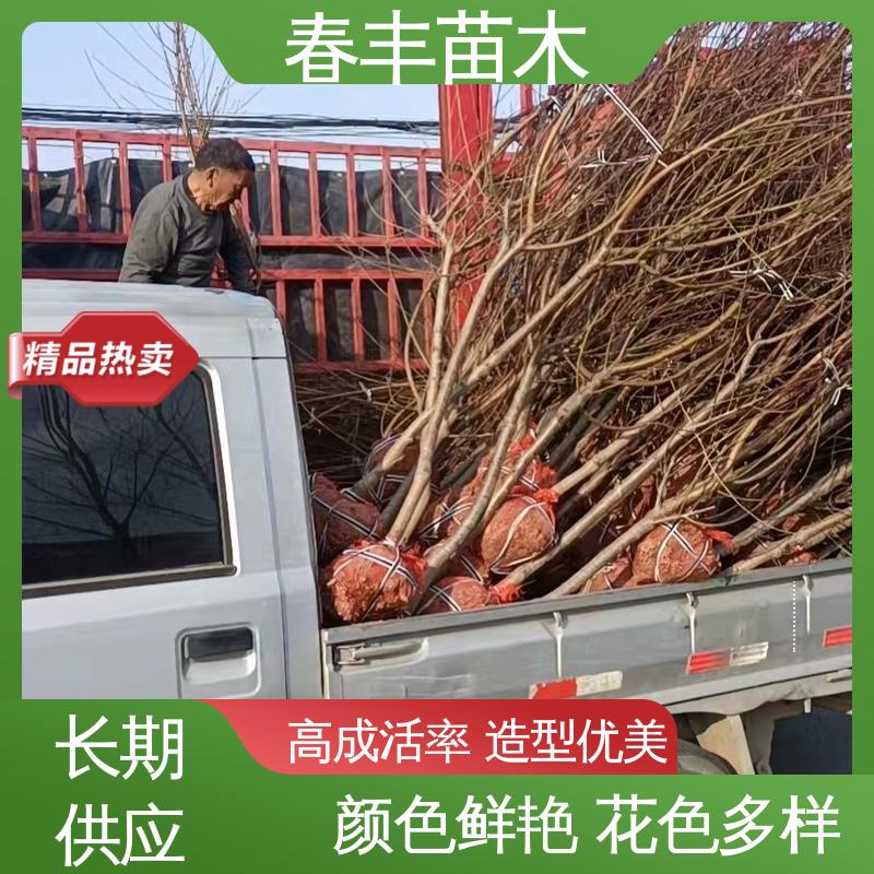 春丰苗木 看桃苗子2元一棵 绿化工程行道树 花色艳丽动人