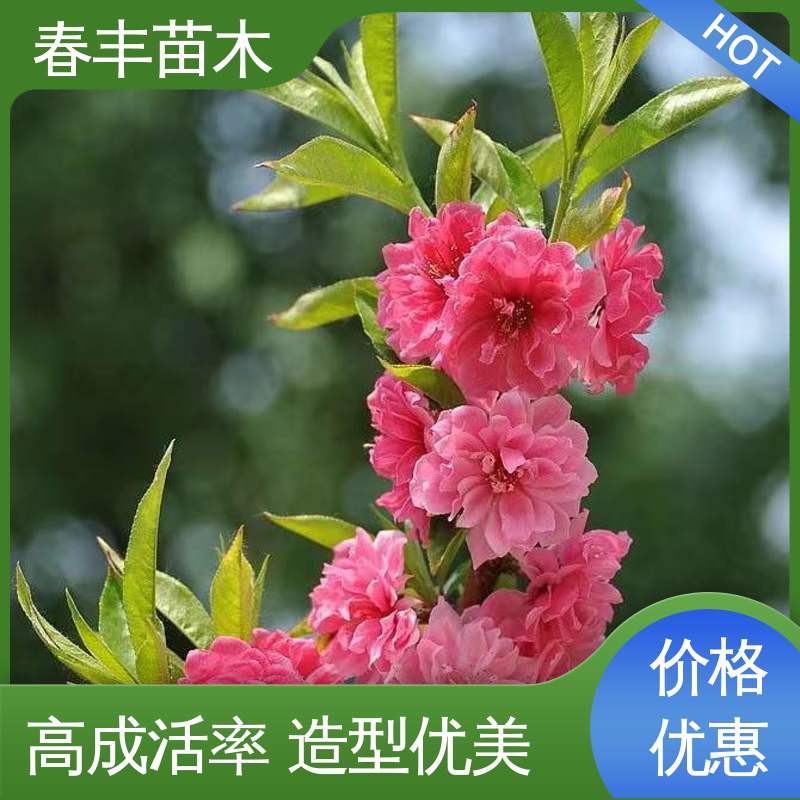春丰苗木 基地供应 帚桃40元一棵 公园景区装饰绿植 花色多样 五彩缤纷