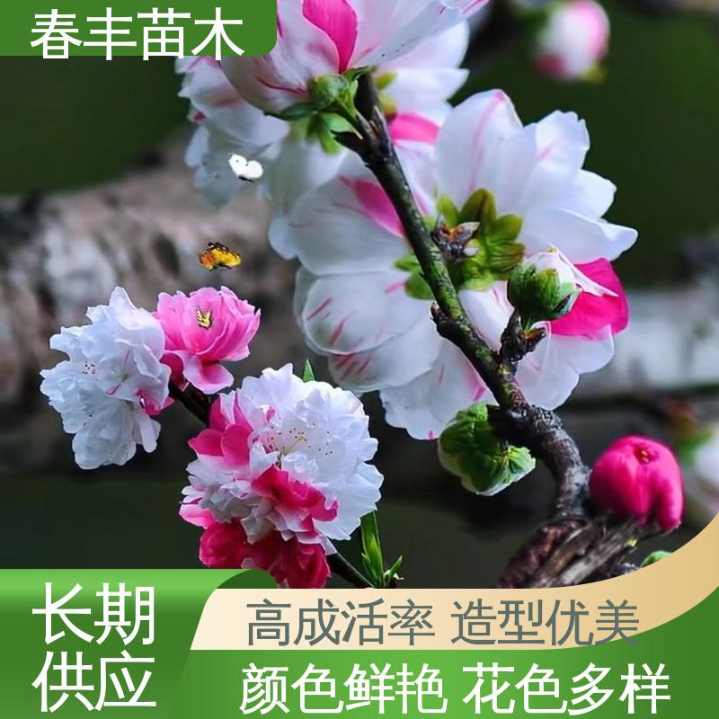 春丰苗木 基地供应 山桃30元批发 树形丰富 花香四溢 花色艳丽动人