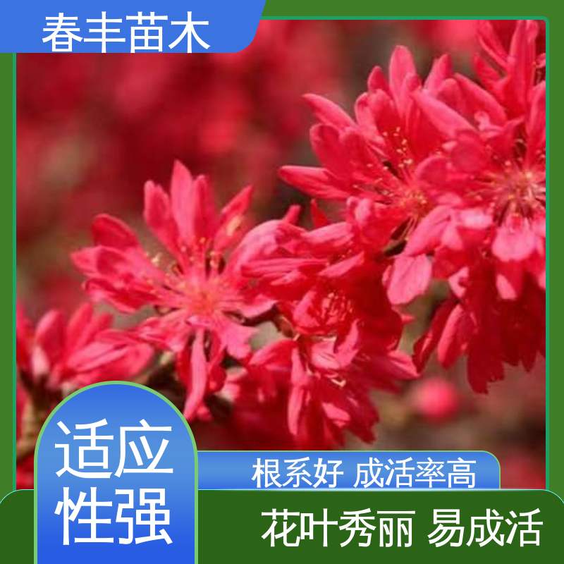 春丰苗木 基地供应 观赏桃主要品种2元一棵 花色艳丽动人