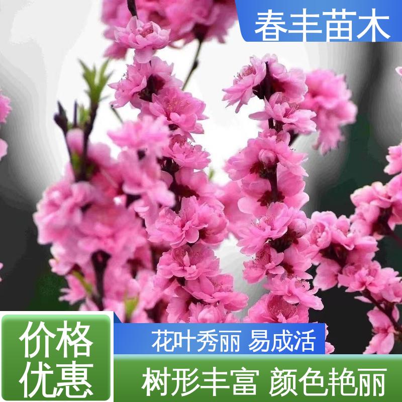 春丰苗木 基地供应 五色碧桃40元一棵 规格齐全 品种纯正