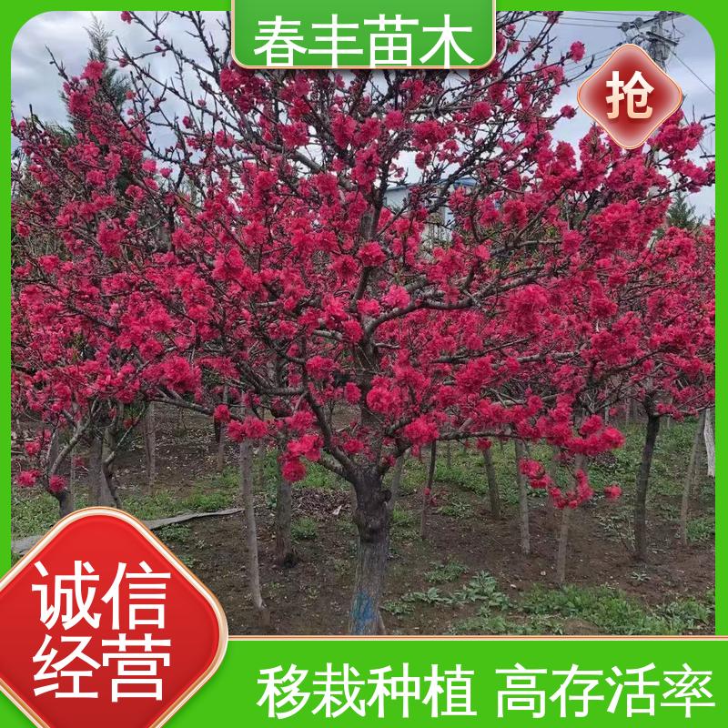 春丰苗木 花桃苗子3元批发 树形丰富 花香四溢 规格齐全 物流配送