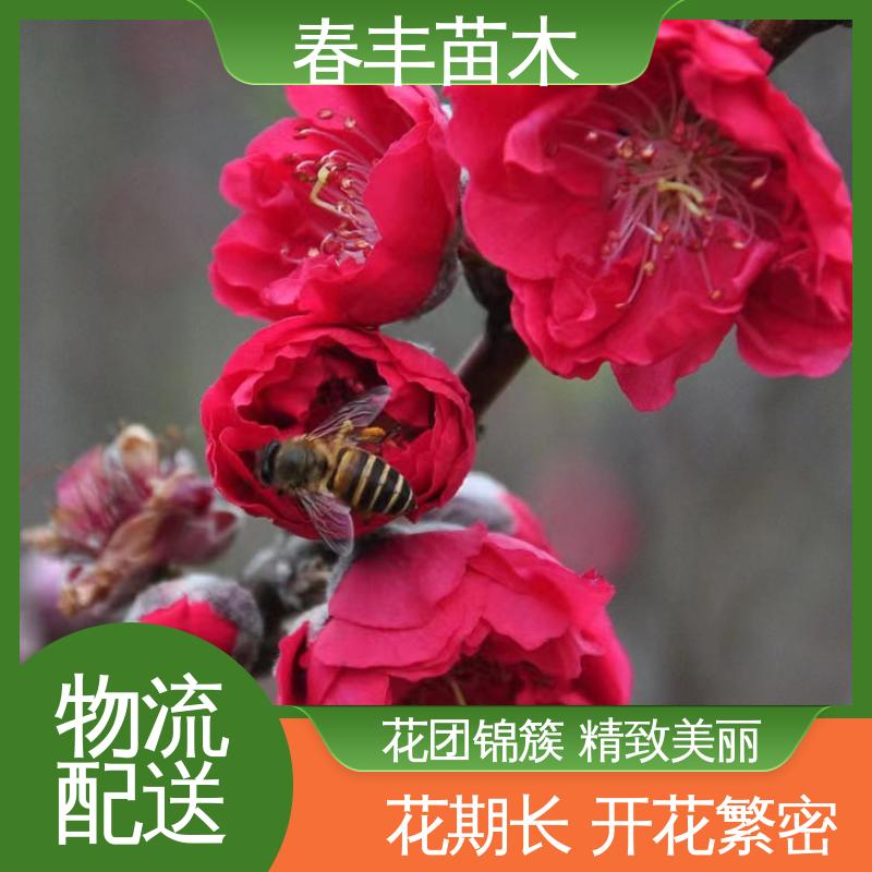 春丰苗木 基地供应 绯桃树30元批发 绿化工程行道树 成活率高 适应性强