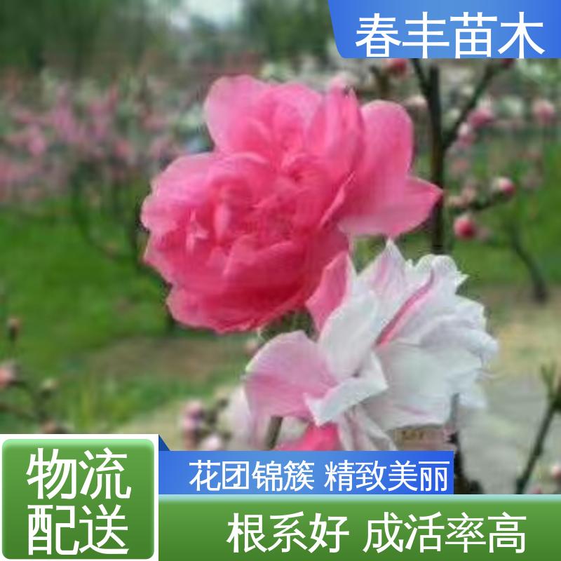 春丰苗木 基地现挖 五色桃30元批发 绿化工程行道树 重花叠瓣 效果佳