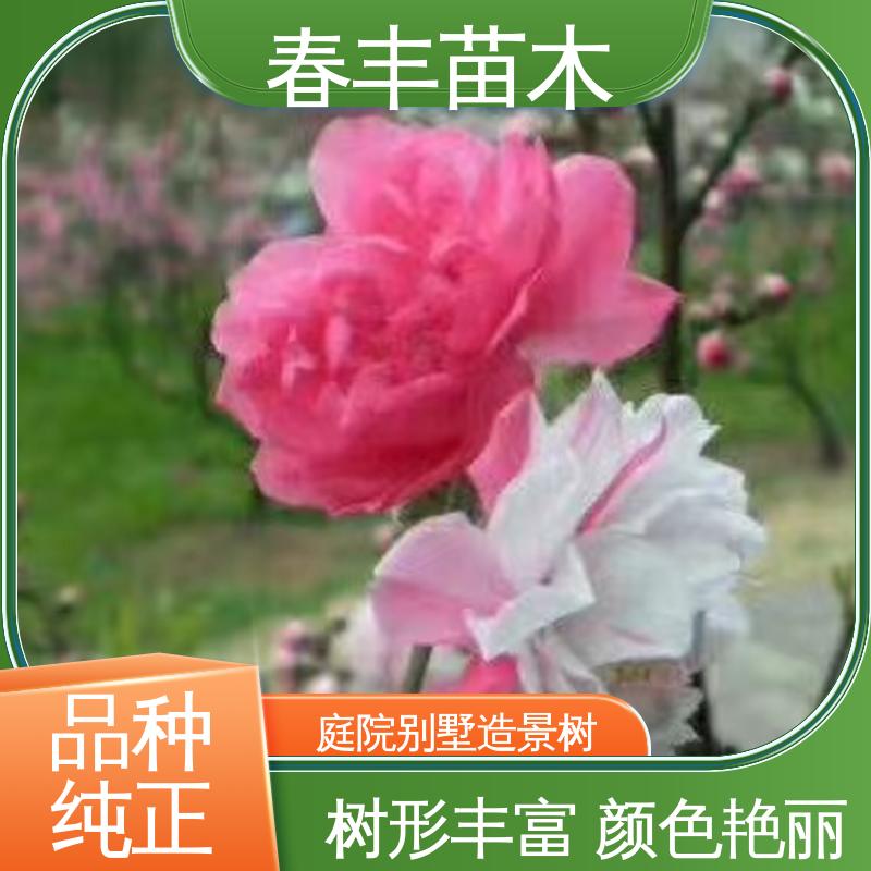 春丰苗木 基地供应 簪粉桃花40元装车 颜色鲜艳 花色多样