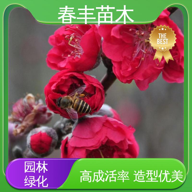 春丰苗木 金丝桃盆栽苗 公园景区装饰绿植 花色艳丽动人