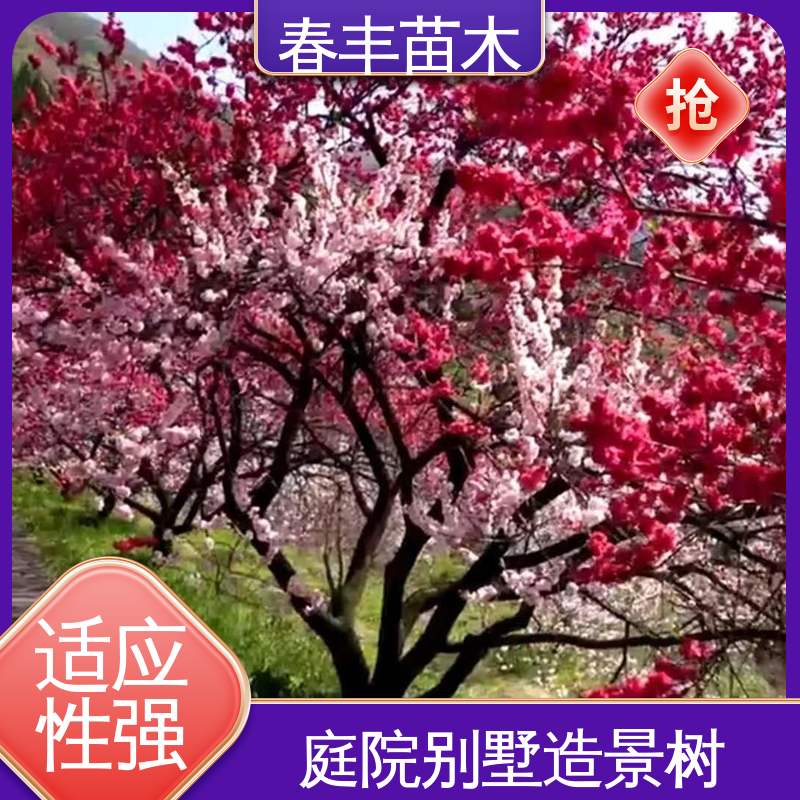春丰苗木 基地现挖 观赏金丝桃小苗 重花叠瓣 五彩缤纷