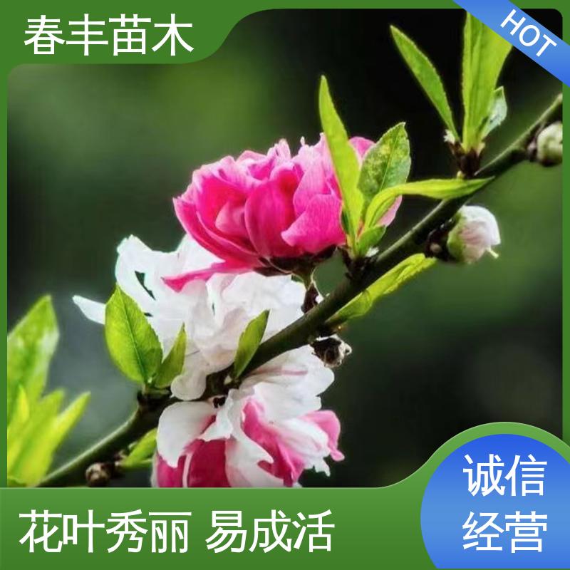 春丰苗木 基地现挖 罩手桃30元批发 园林庭院造景植物 花瓣多 花朵大 