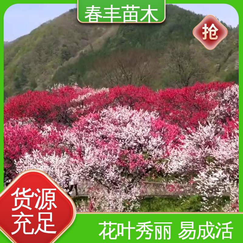 春丰苗木 碧桃树苗3元批发 公园景区装饰绿植 移栽种植 高存活率
