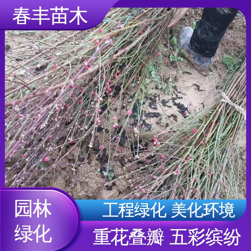 春丰苗木 金丝桃树苗 公园景区装饰绿植 花团锦簇 精致美丽