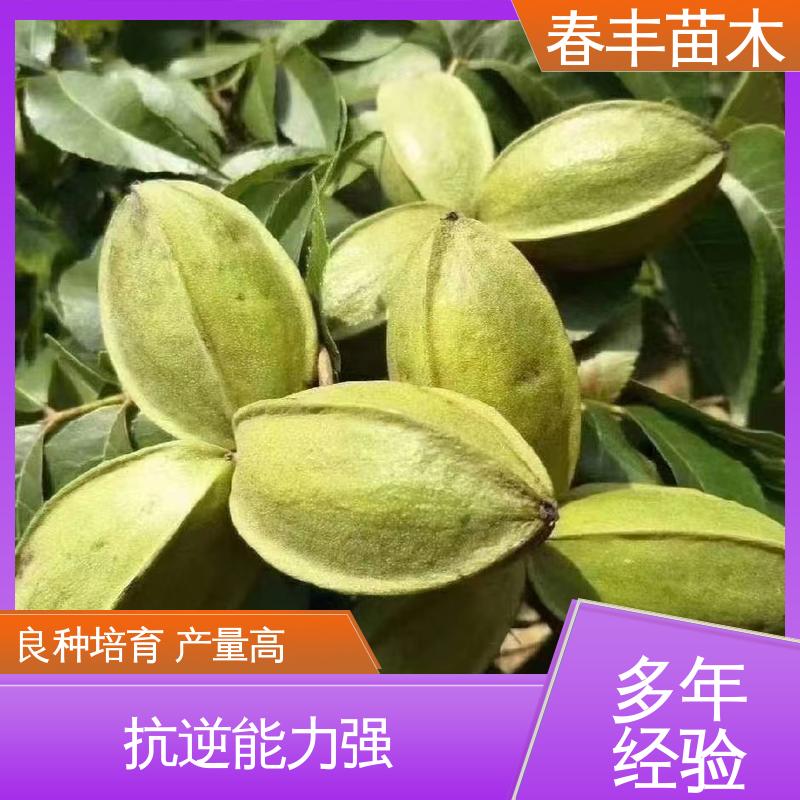 春丰苗木 美国碧根果苗2公分粗 良种培育 果材兼用树种