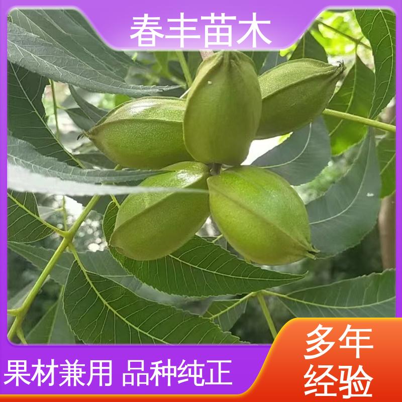 春丰苗木 基地现挖 核桃嫁接苗2元批发 果实饱满 盆栽地栽 效果佳
