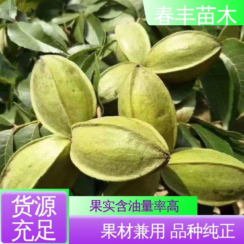 春丰苗木 碧根果杯苗3元一株 果实含油量高 移栽种植 高存活率