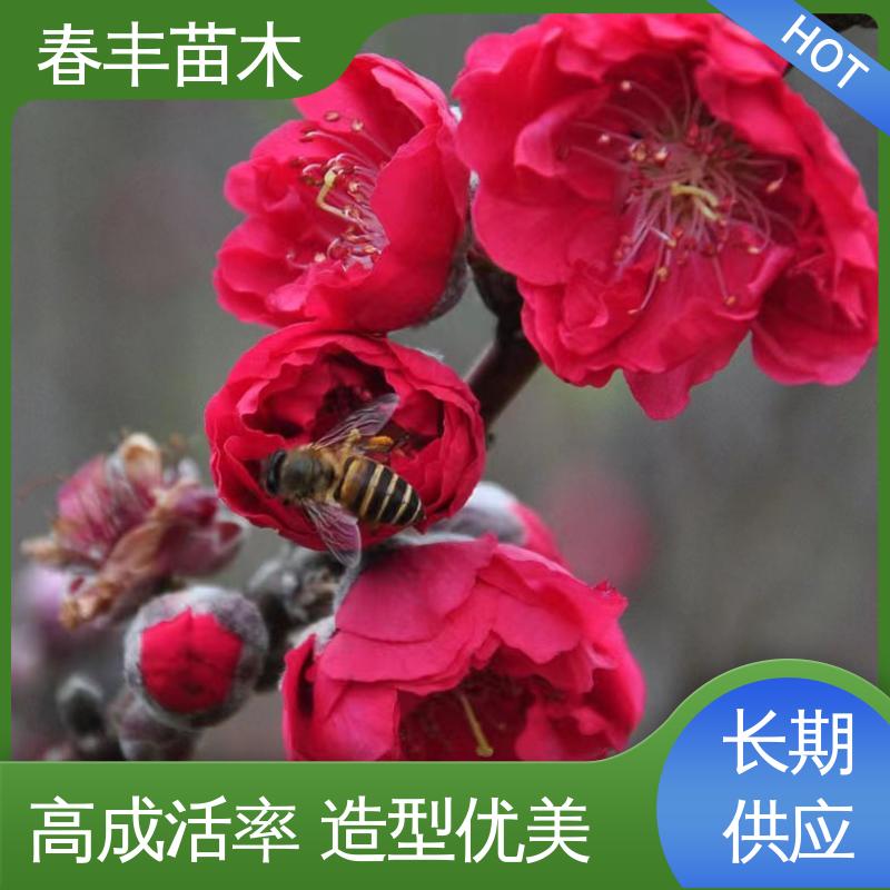 春丰苗木 基地供应 垂枝碧桃40元一棵 绿化工程行道树 花叶秀丽 易成活
