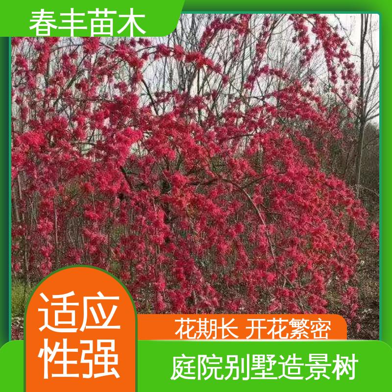 春丰苗木 花桃嫁接苗2元一棵 树形丰富 花香四溢 花色艳丽动人