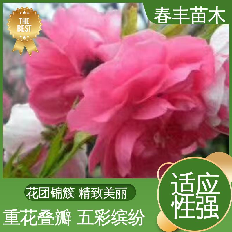 春丰苗木 基地供应 帚桃40元一棵 庭院别墅造景树 成活率高 适应性强