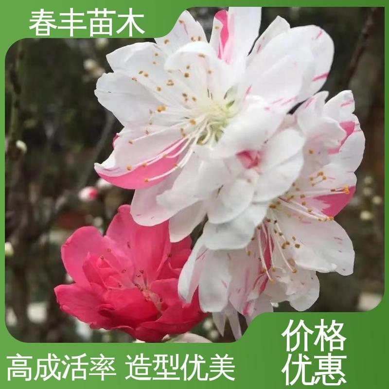 春丰苗木 碧桃30元批发 庭院小区绿化造景树 质量合格 一条龙培育