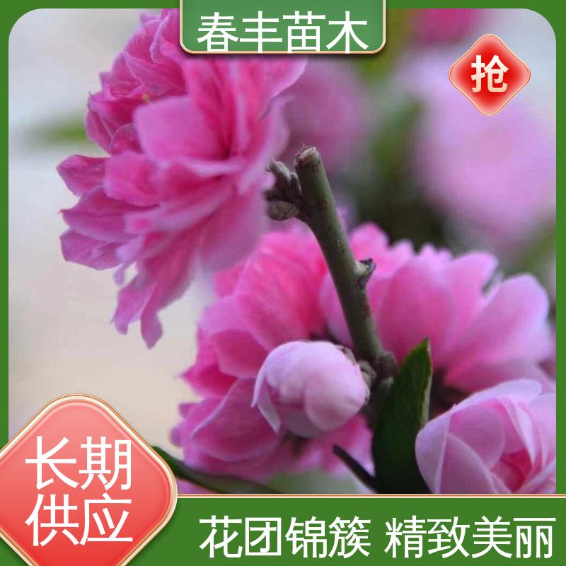春丰苗木 基地供应 垂枝花桃40元一棵 绿化工程行道树 包装好 成活率高