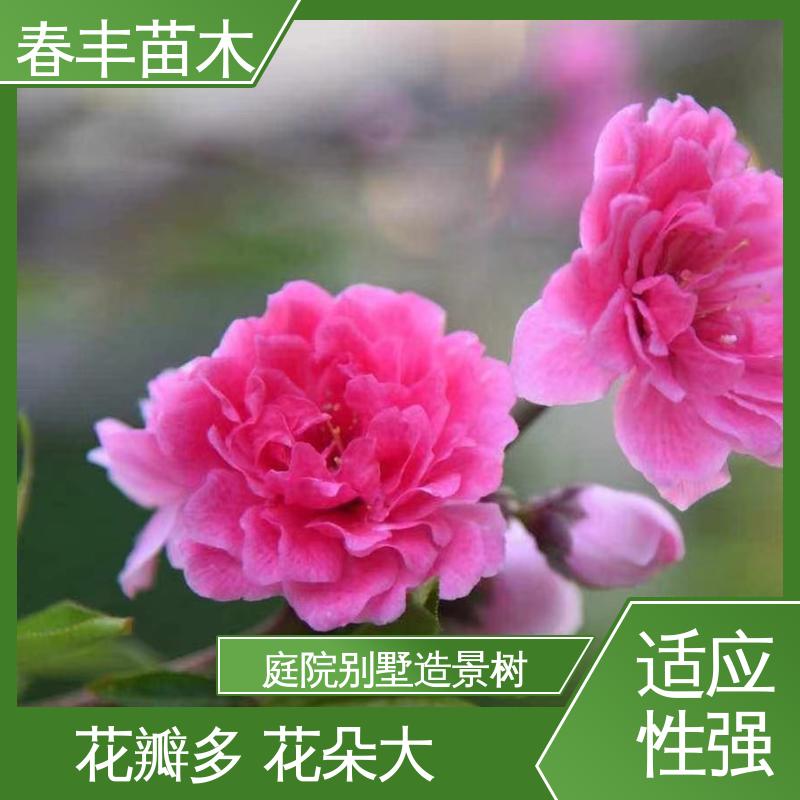 春丰苗木 日本丽桃40元一棵 庭院别墅造景树 重花叠瓣 效果佳