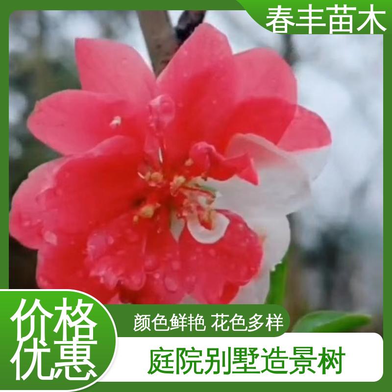 春丰苗木 基地现挖 洒金碧桃40元一棵 工程绿化 美化环境 花色艳丽动人