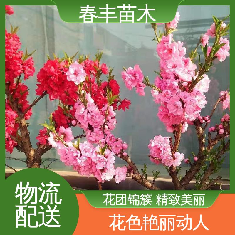 春丰苗木 基地现挖 碧桃树40元一棵 绿化工程行道树 颜色鲜艳 花色多样
