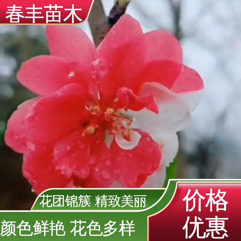 春丰苗木 粉花山碧桃30元批发 园林庭院造景植物 花色艳丽动人