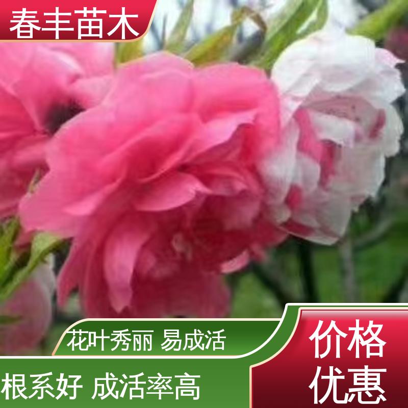 春丰苗木 绿花桃30元批发 庭院小区绿化造景树 重花叠瓣 效果佳