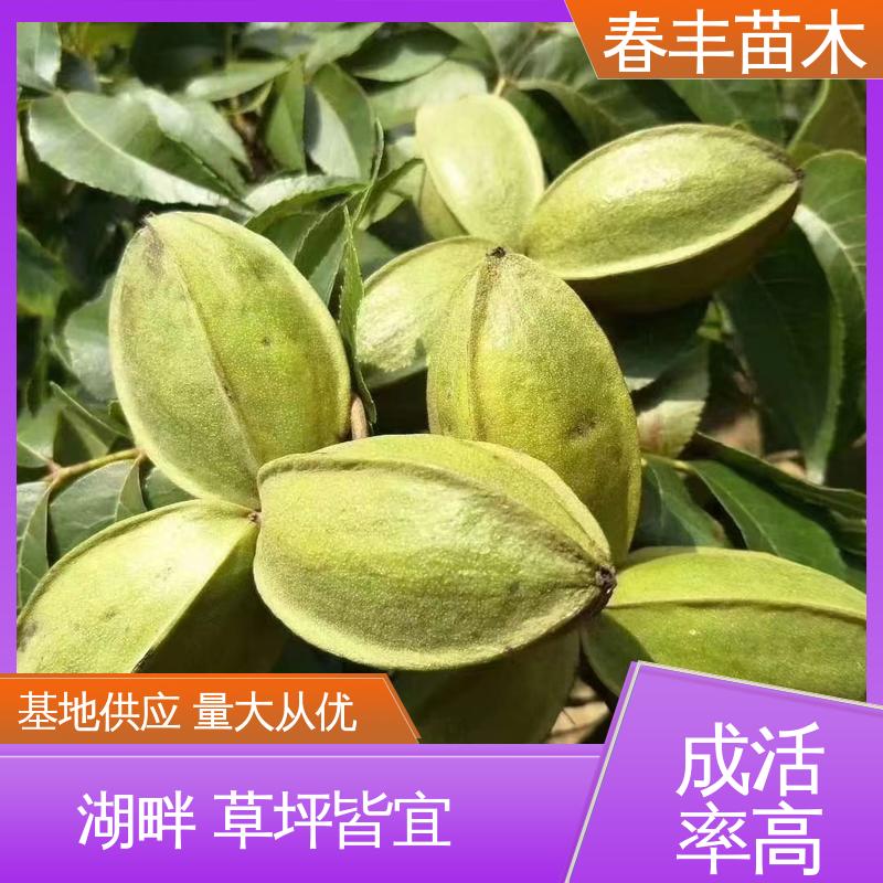 春丰苗木 美国核桃树基地生产 多品种 移栽种植 高存活率