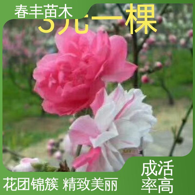 春丰苗木 基地供应 绯桃30元批发 树形丰富 花香四溢 包装好 成活率高