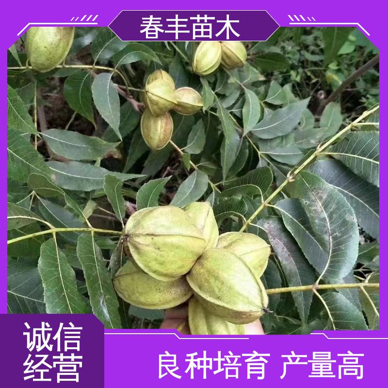 春丰苗木 基地现挖 山核桃苗子2元批发 可孤植 丛植