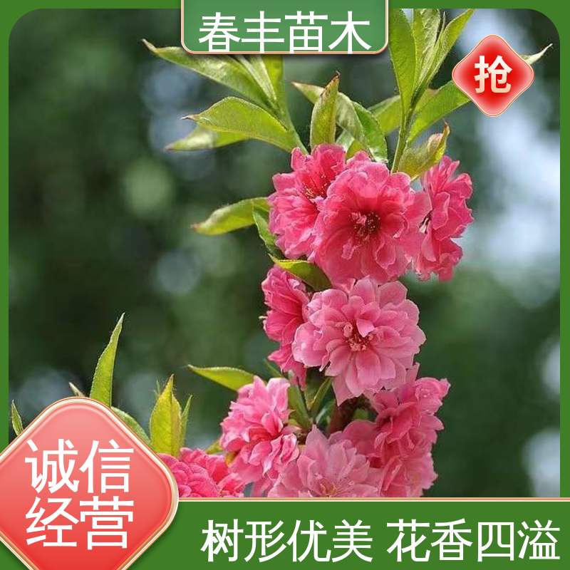 春丰苗木 绿花桃30元批发 树形丰富 花香四溢 花叶秀丽 易成活