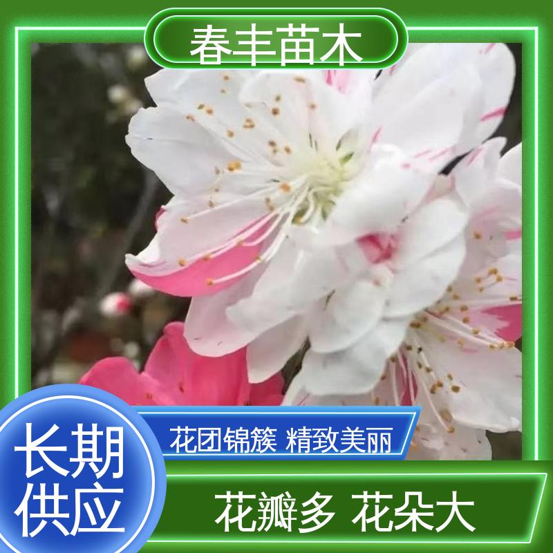 春丰苗木 品霞桃30元批发 工程绿化 美化环境 颜色鲜艳 花色多样