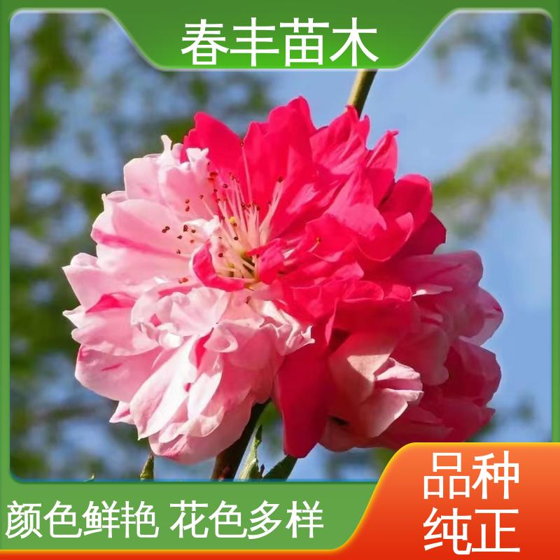 春丰苗木 基地现挖 洒红碧桃30元批发 树形丰富 花香四溢 花色艳丽动人