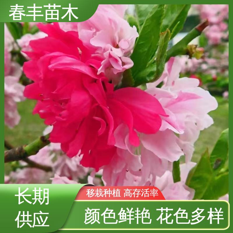 春丰苗木 二色30元批发 庭院别墅造景树 颜色鲜艳 花色多样