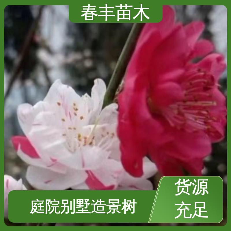 春丰苗木 基地供应 簪粉碧桃6-8公分 包装好 成活率高