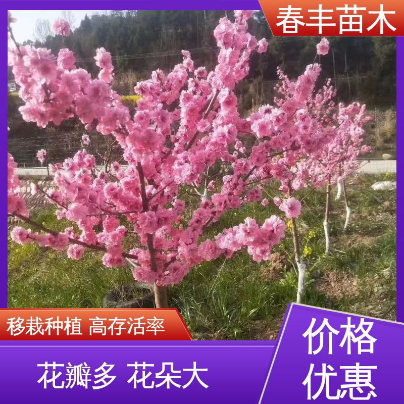 春丰苗木 基地现挖 碧桃嫁接苗2元一棵 绿化工程行道树 花色艳丽动人