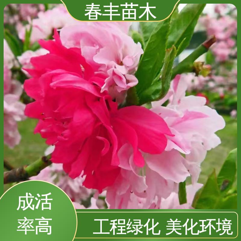 春丰苗木 基地供应 帚型桃30元批发 树形丰富 花香四溢 包装好 成活率高