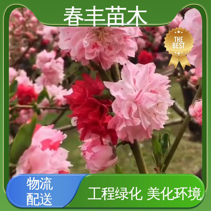 春丰苗木 基地供应 绯桃30元批发 庭院别墅造景树 成活率高 适应性强