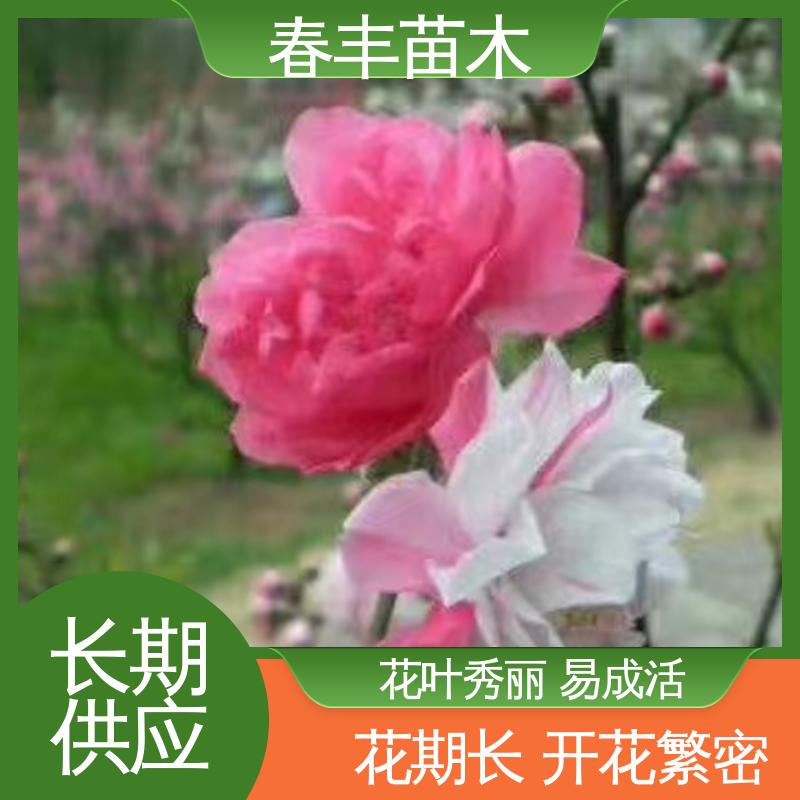 春丰苗木 罩手桃40元一棵 树形丰富 花香四溢 花叶秀丽 易成活