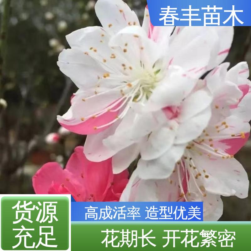 春丰苗木 鸳鸯碧桃30元批发 庭院小区绿化造景树 颜色鲜艳 花色多样