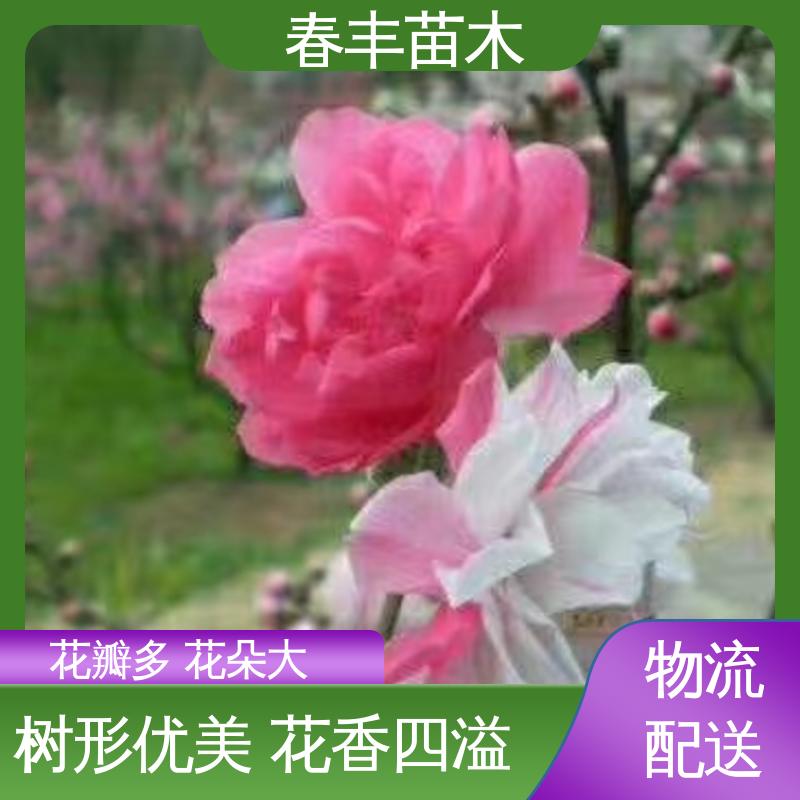 春丰苗木 簪粉碧桃30元批发 工程绿化 美化环境 重花叠瓣 效果佳