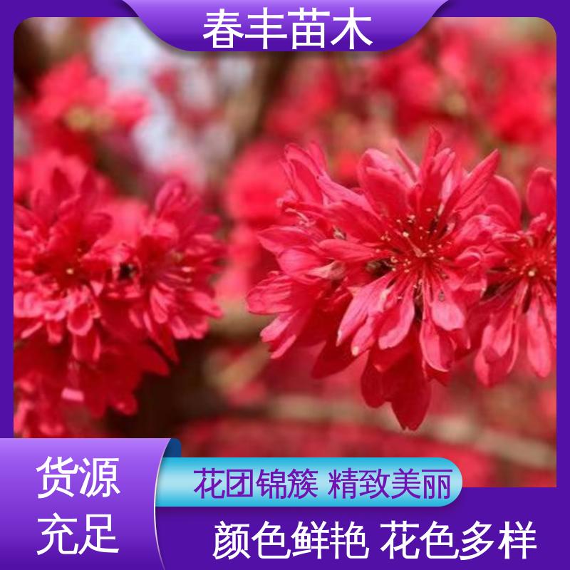 春丰苗木 基地供应 看桃苗子2元一棵 花叶秀丽 易成活