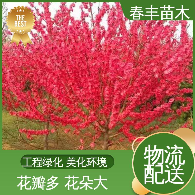 春丰苗木 人面40元一棵 庭院小区绿化造景树 花色多样 五彩缤纷