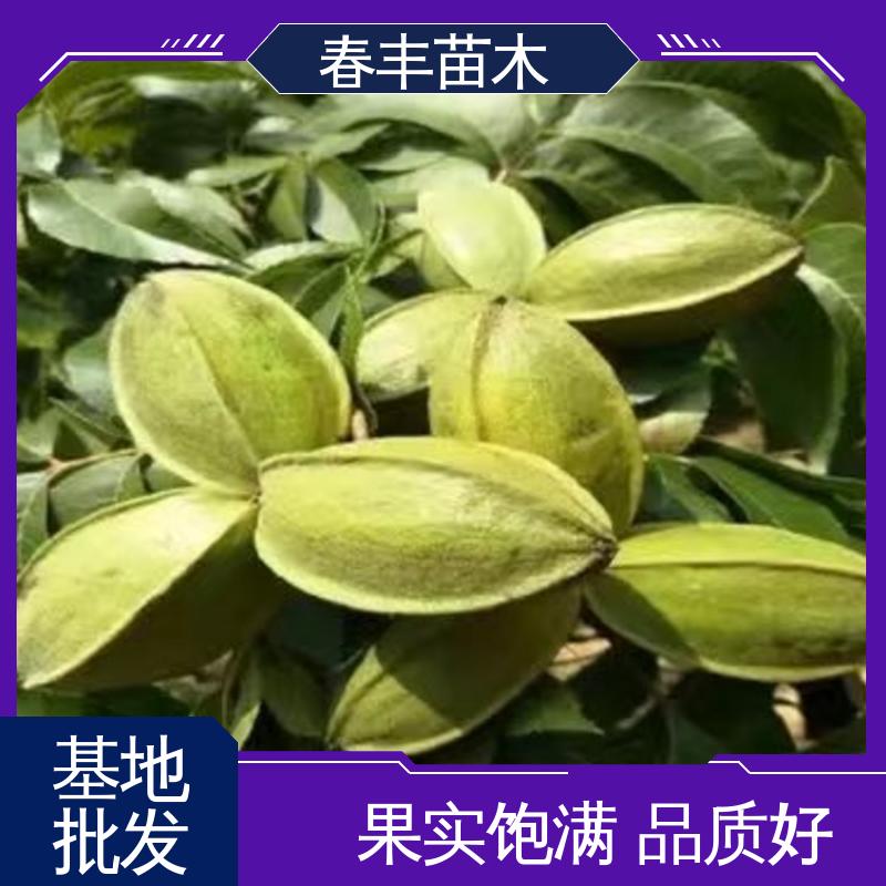 春丰苗木 美国山核桃苗基地2元批零销售 产量高 盆栽地栽 效果佳