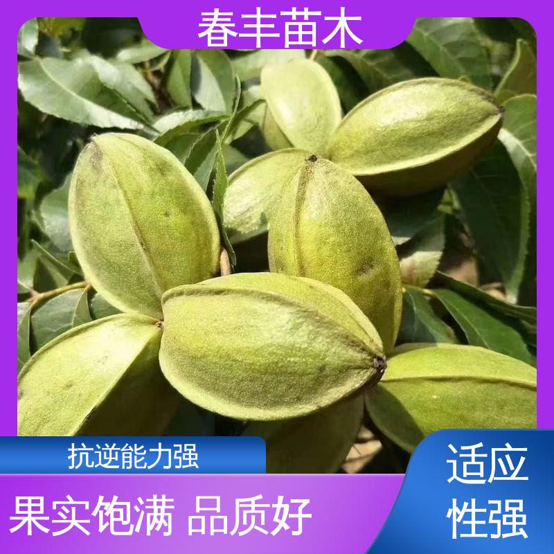 春丰苗木 实生美国山核桃苗2元批发 高产出 移栽种植 高存活率