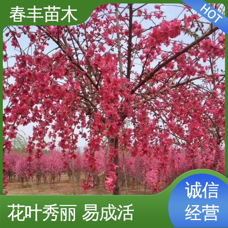 春丰苗木 基地供应 金丝桃小苗观赏花卉 花瓣多 花朵大 效果佳