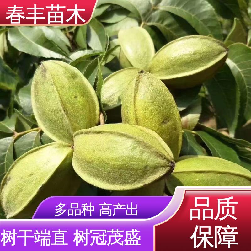 春丰苗木 美国山核桃袋装苗2元批零销售 产量高 果材兼用 易成活