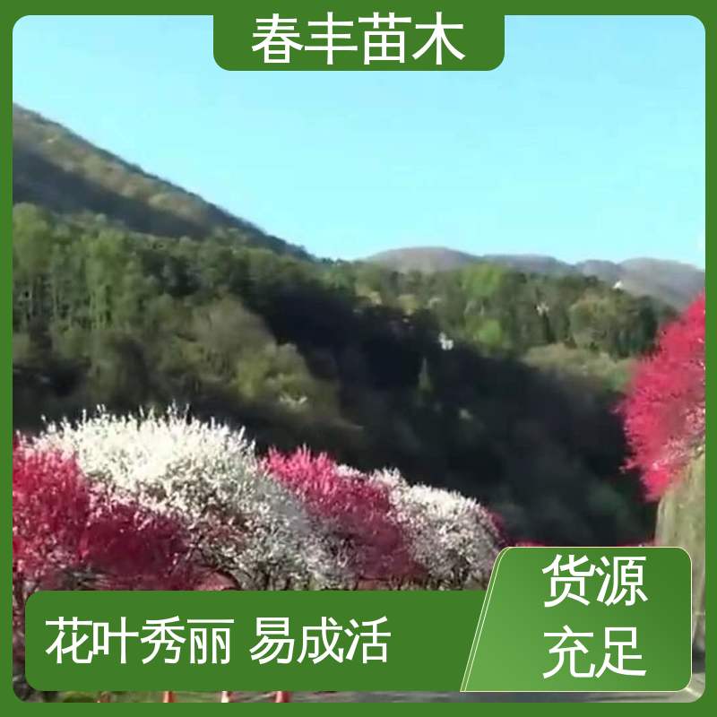 春丰苗木 观赏桃品种3元批发 园林庭院造景植物 移栽种植 高存活率