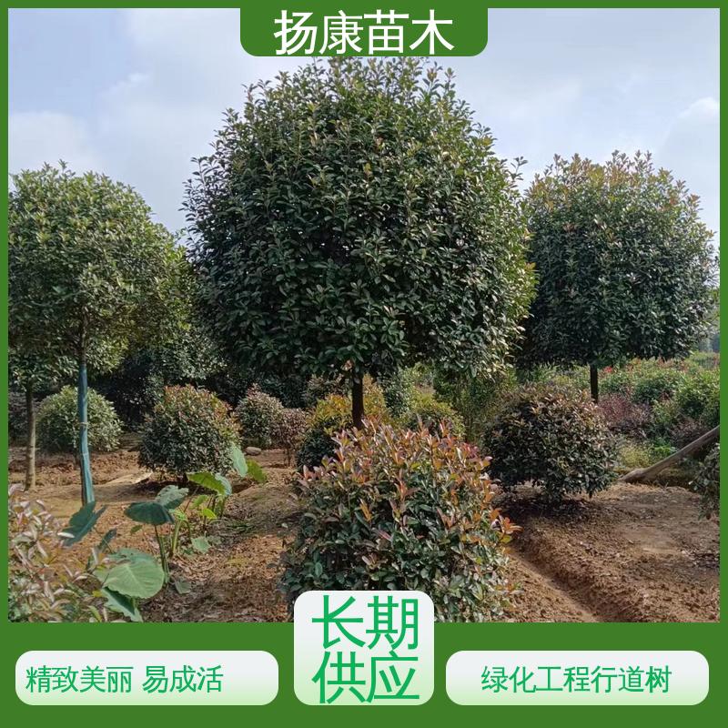 扬康苗木 基地供应 纸石楠球 绿化工程专用苗 枝叶紧密 美丽多姿
