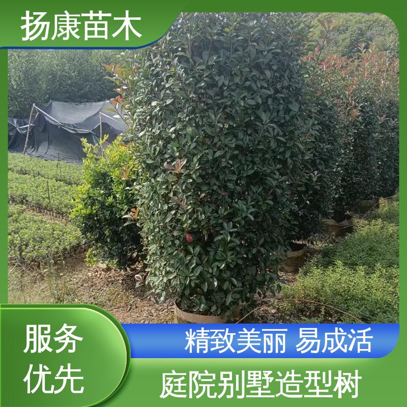 扬康苗木 基地供应 红叶石楠 园林绿化工程设计 精致美丽 易成活